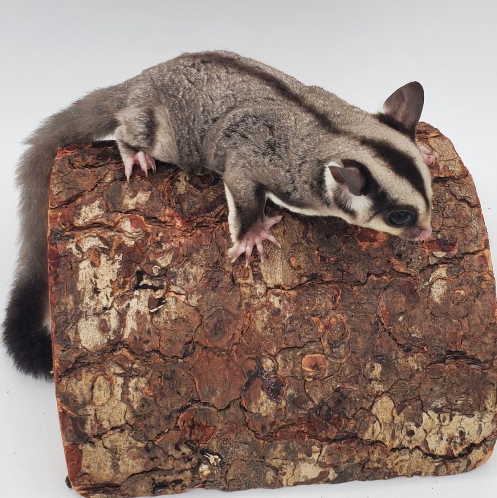 Standard grey sales sugar glider