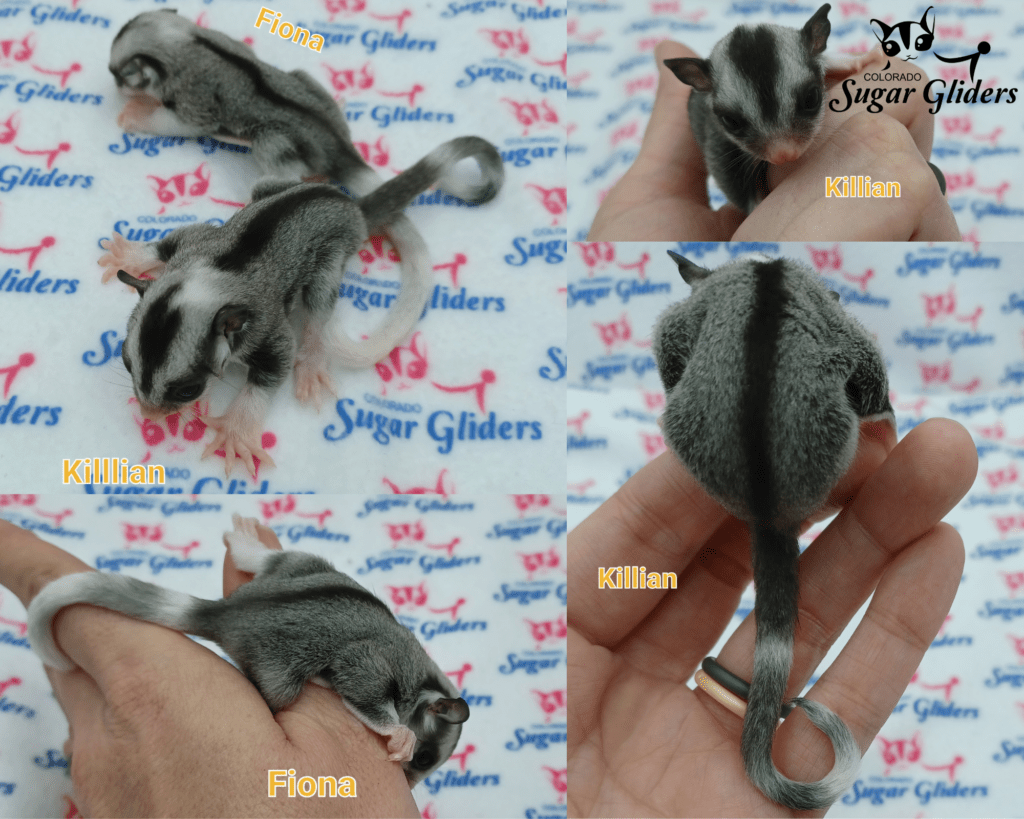 For sugar sale glider Beautiful And