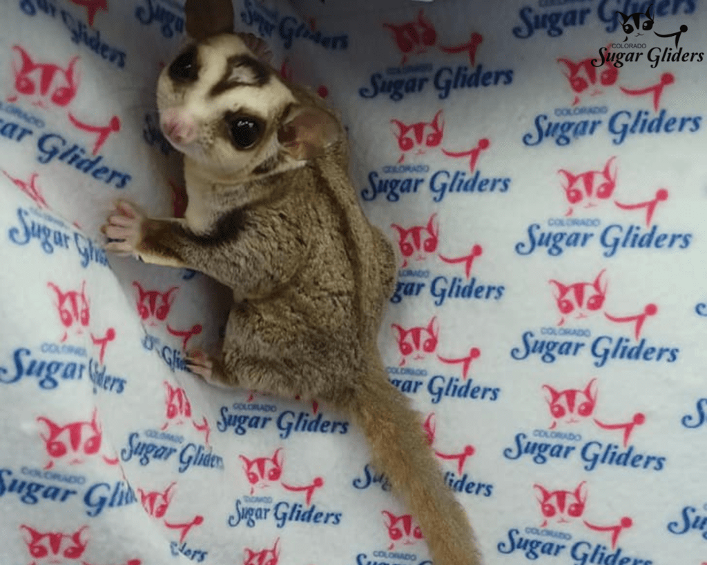 red tinted sugar glider for sale