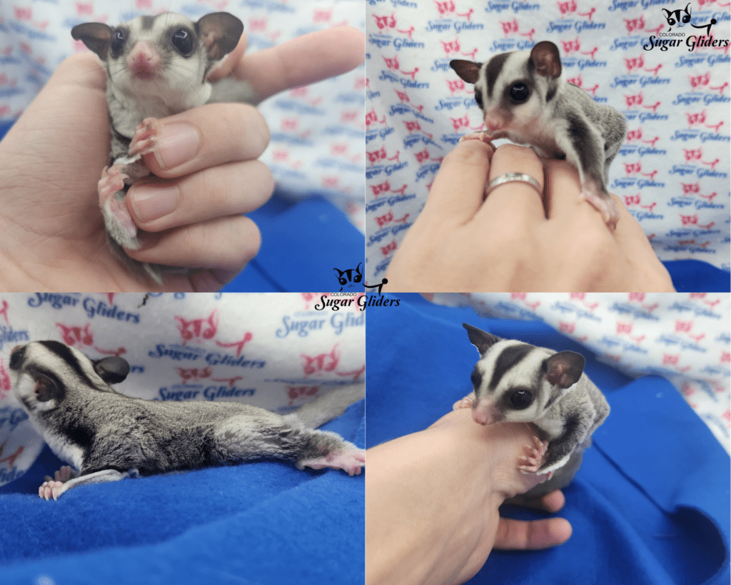 Baby sugar glider online for sale