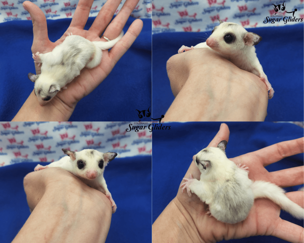 Mile high hot sale sugar gliders