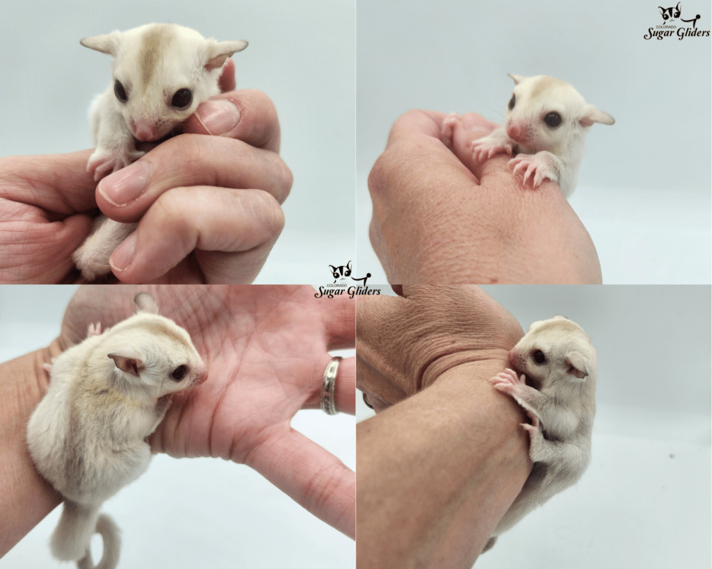 Cremino Sugar Glider For Sale