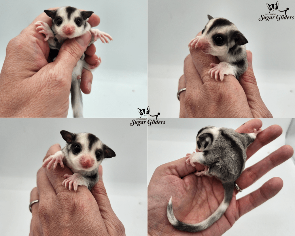 Mosaic Ringtail Sugar Glider For Sale