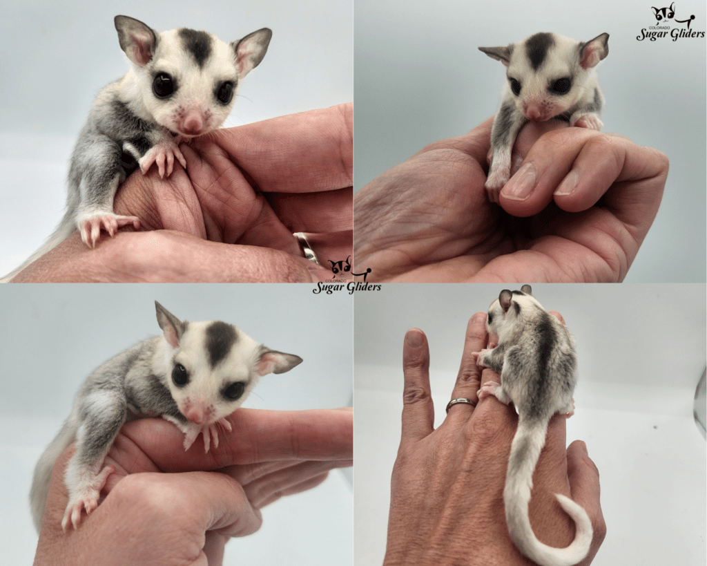 Red Mosaic Sugar Glider for Sale