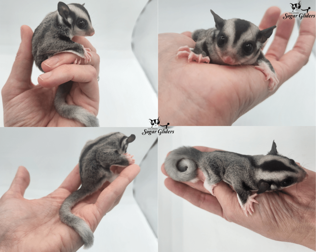 Mosaic Ringtail Sugar Glider For Sale