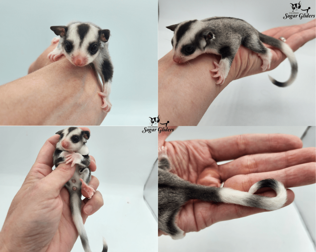 Ringtail Sugar Glider For Sale