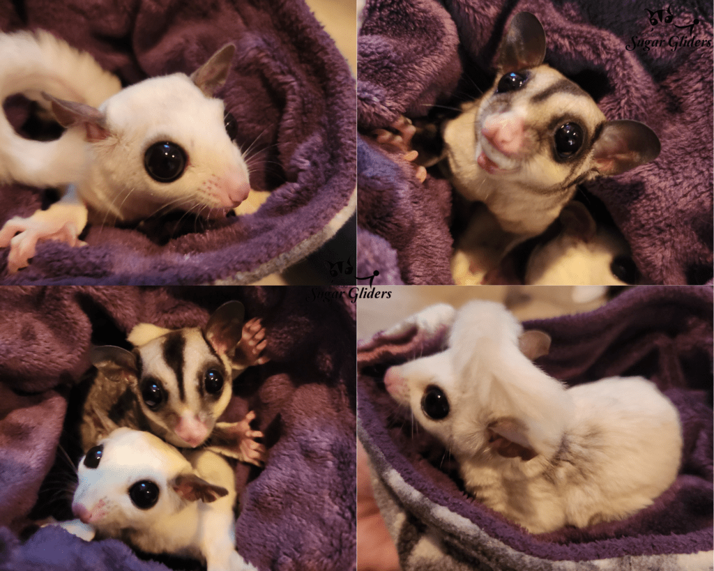 Mosaic Piebald Sugar Glider For Sale