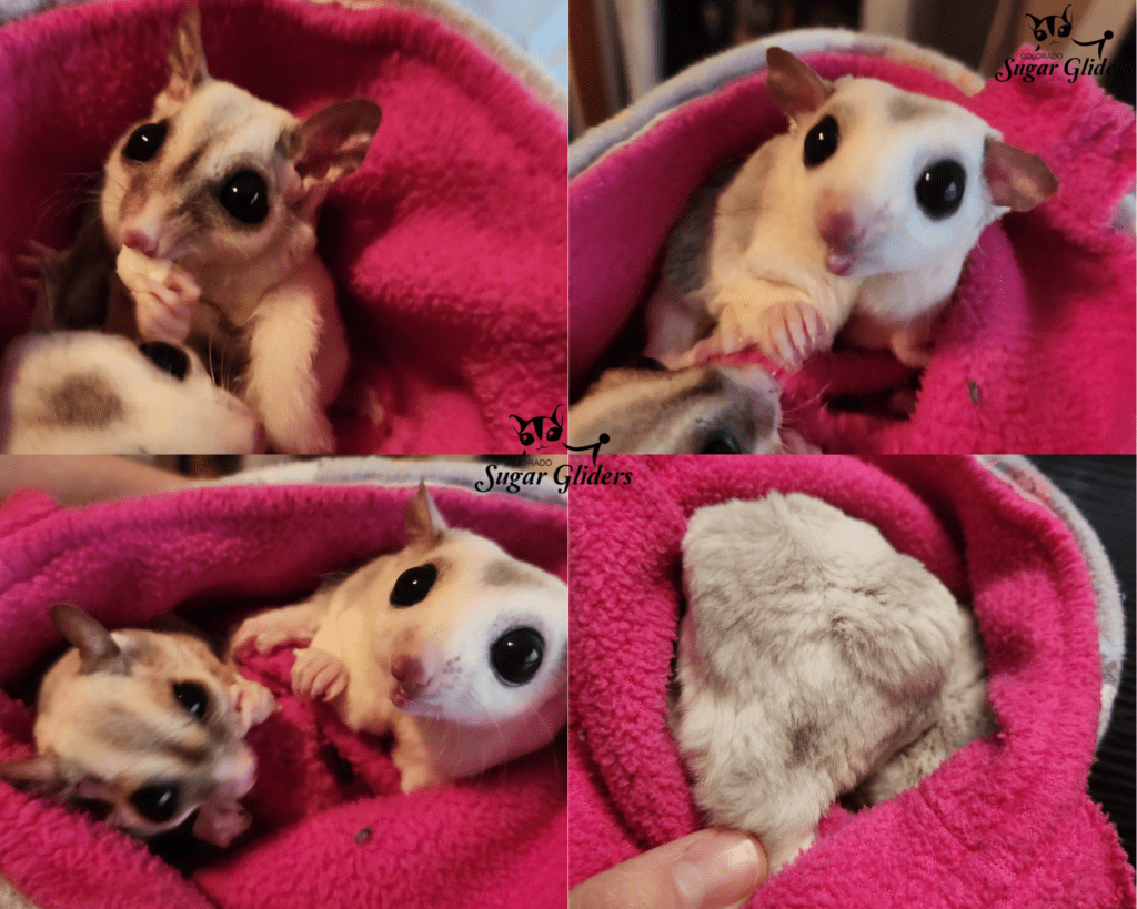 Mosaic Piebald Sugar Glider For Sale