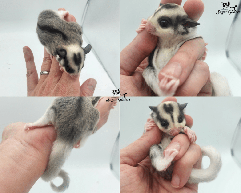 Mosaic Sugar Glider For Sale