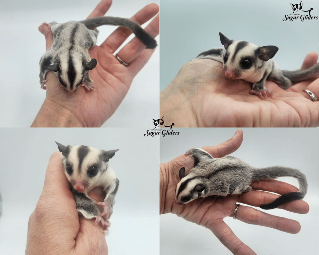 Platinum Sugar Glider For Sale