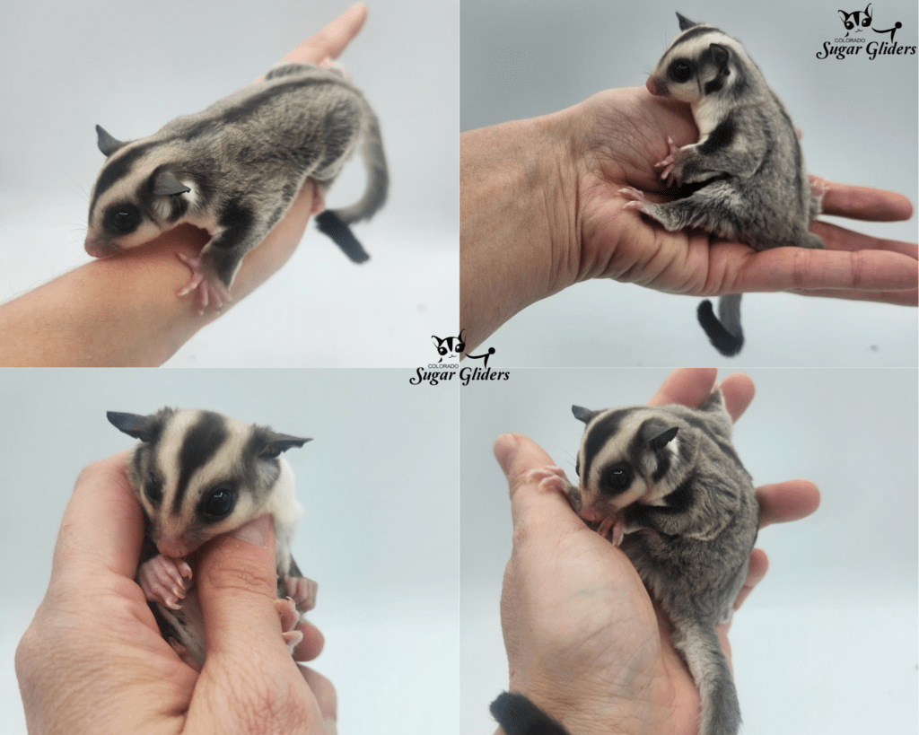 Standard Gray Sugar Glider For Sale