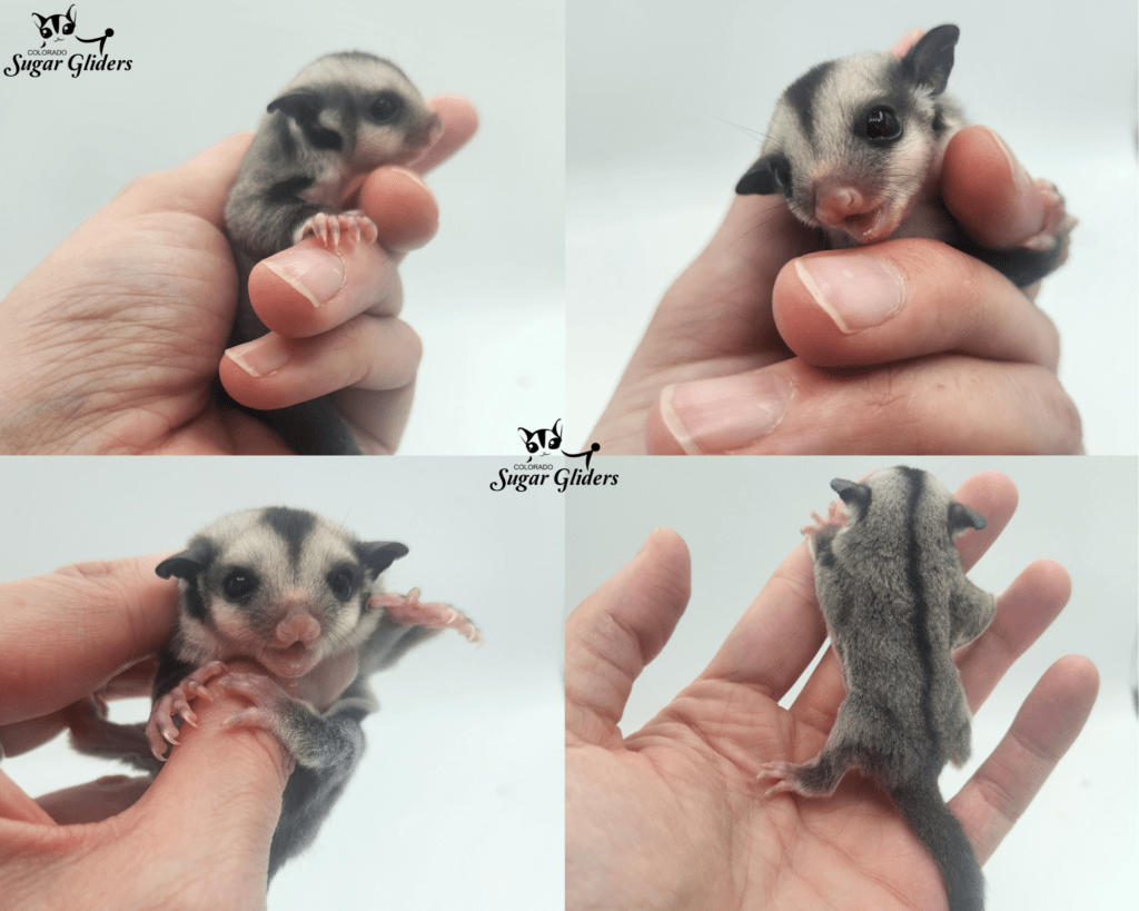 Standard Gray Sugar Glider For Sale