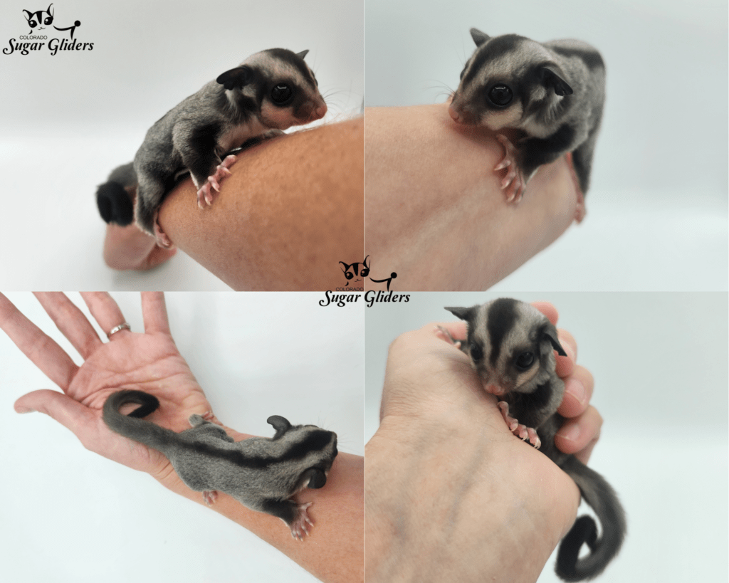 Black Beauty Sugar Glider For Sale