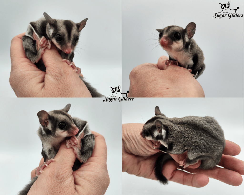 Black Face Black Beauty Sugar Glider For Sale