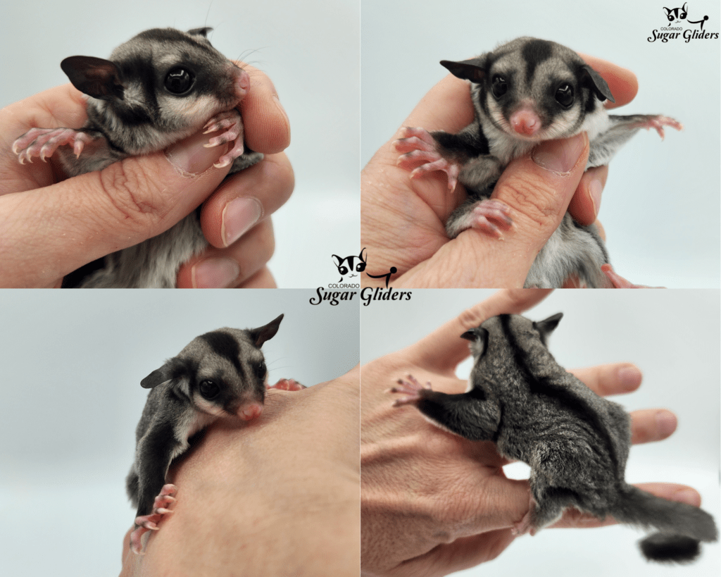 Black Face Black Beauty Sugar Glider For Sale