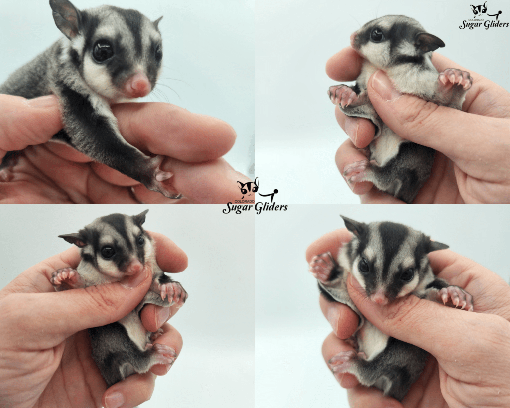 Black Face Black Beauty Sugar Glider For Sale