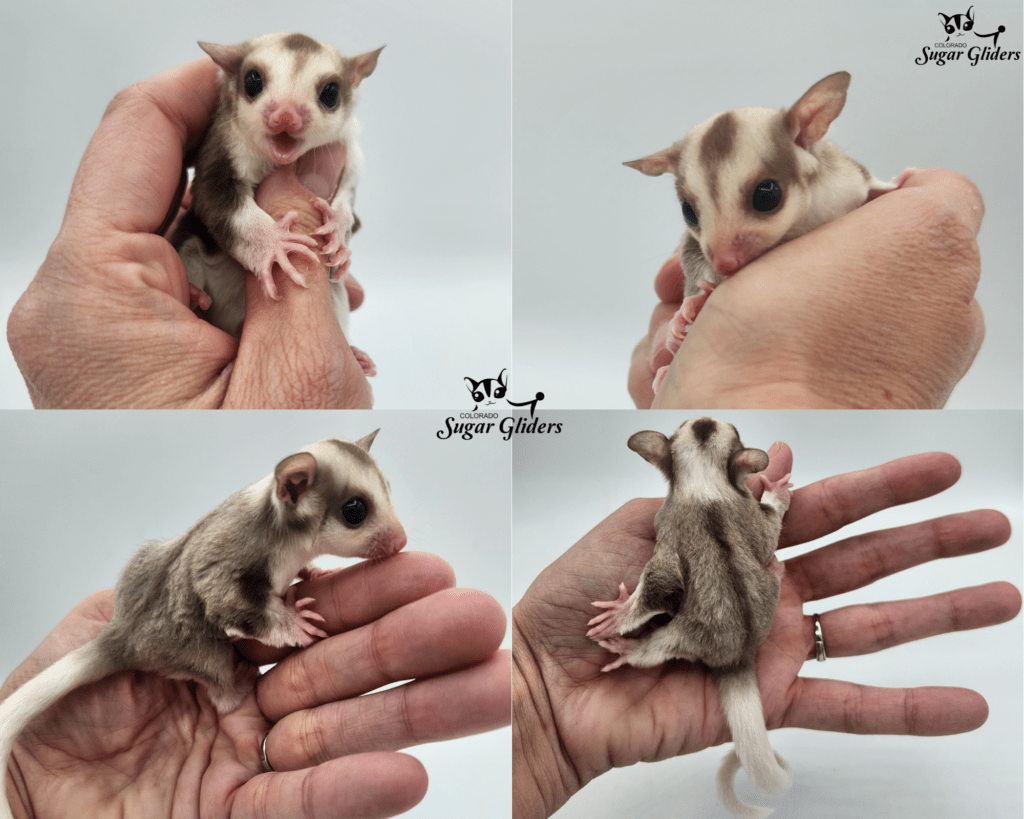 Carmino Mosaic Sugar Glider For Sale