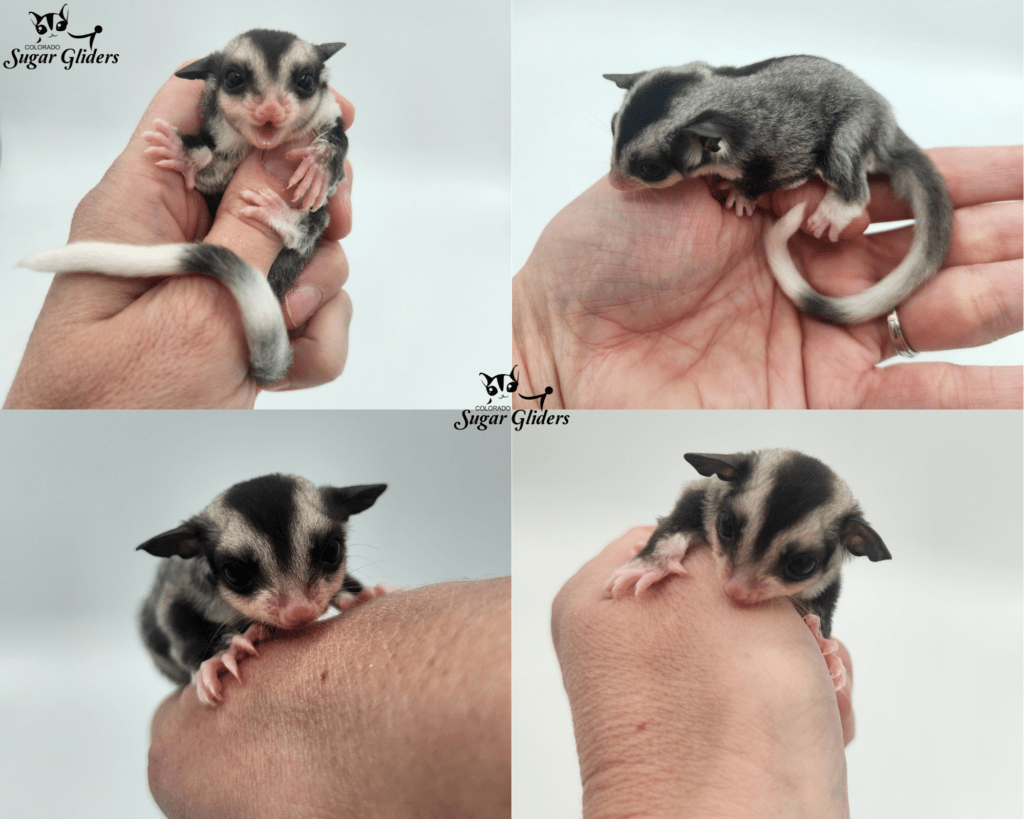 Mosaic Ringtail Sugar Glider for Sale