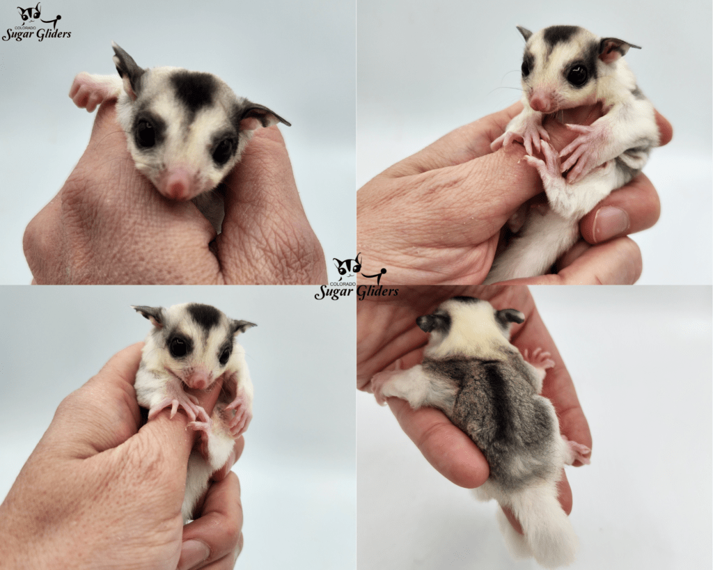 Mosaic Sugar Glider For Sale