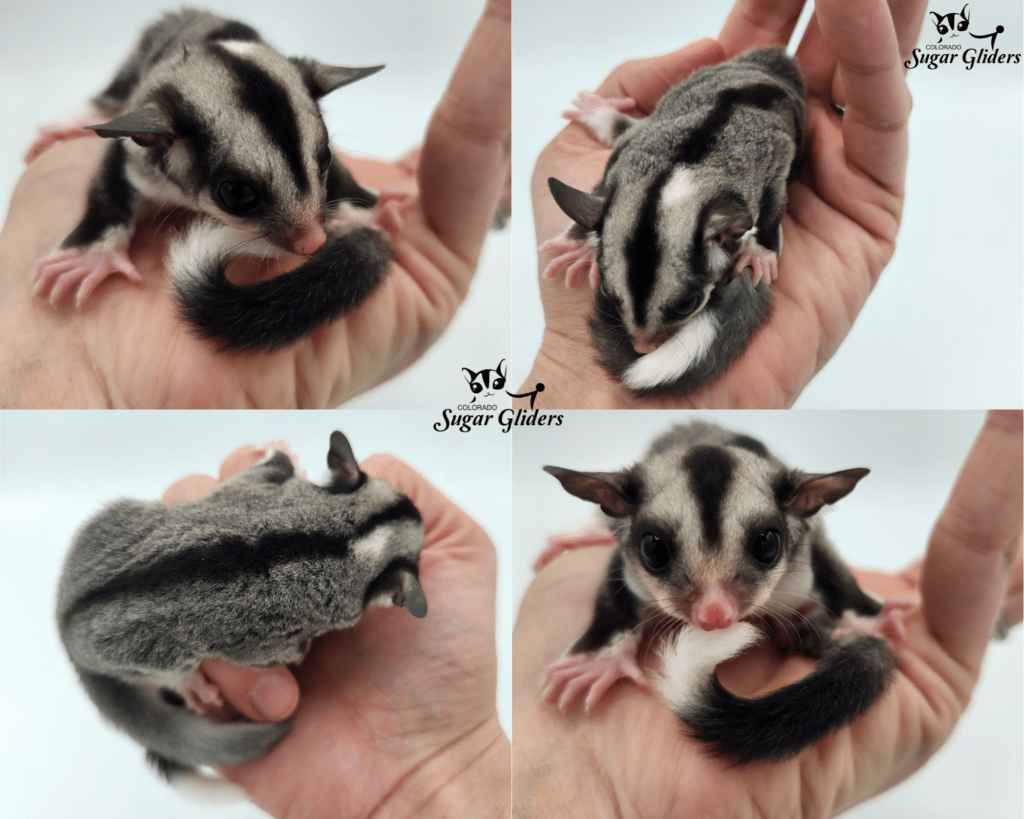 Mosaic White Tip Sugar Glider For Sale