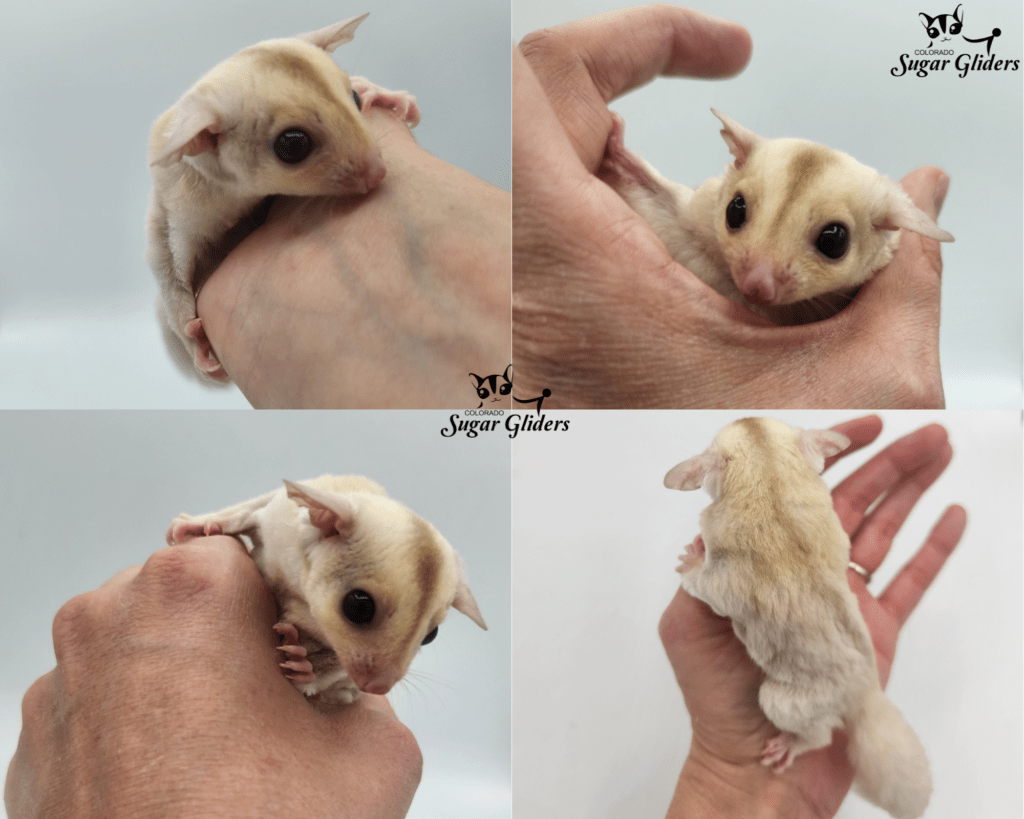 Strawberry Cremino Sugar Glider For Sale