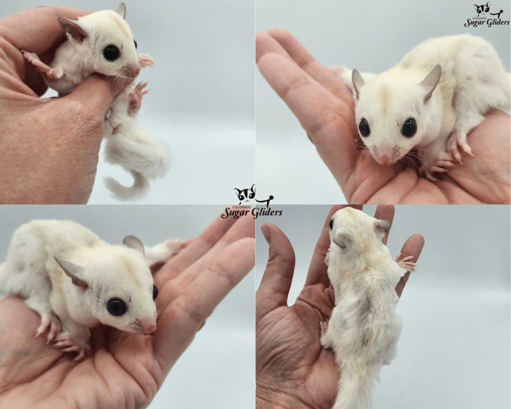 True Platinum Mosaic Sugar Glider For Sale