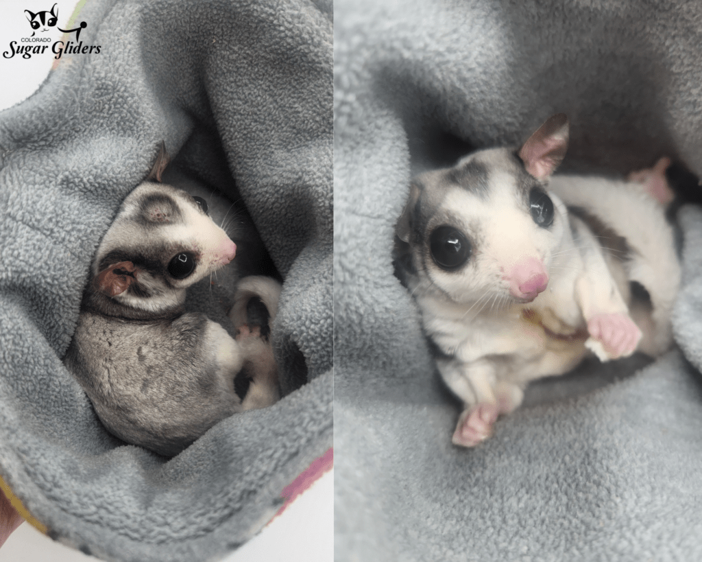 Black Face Mosaic Sugar Glider For Sale