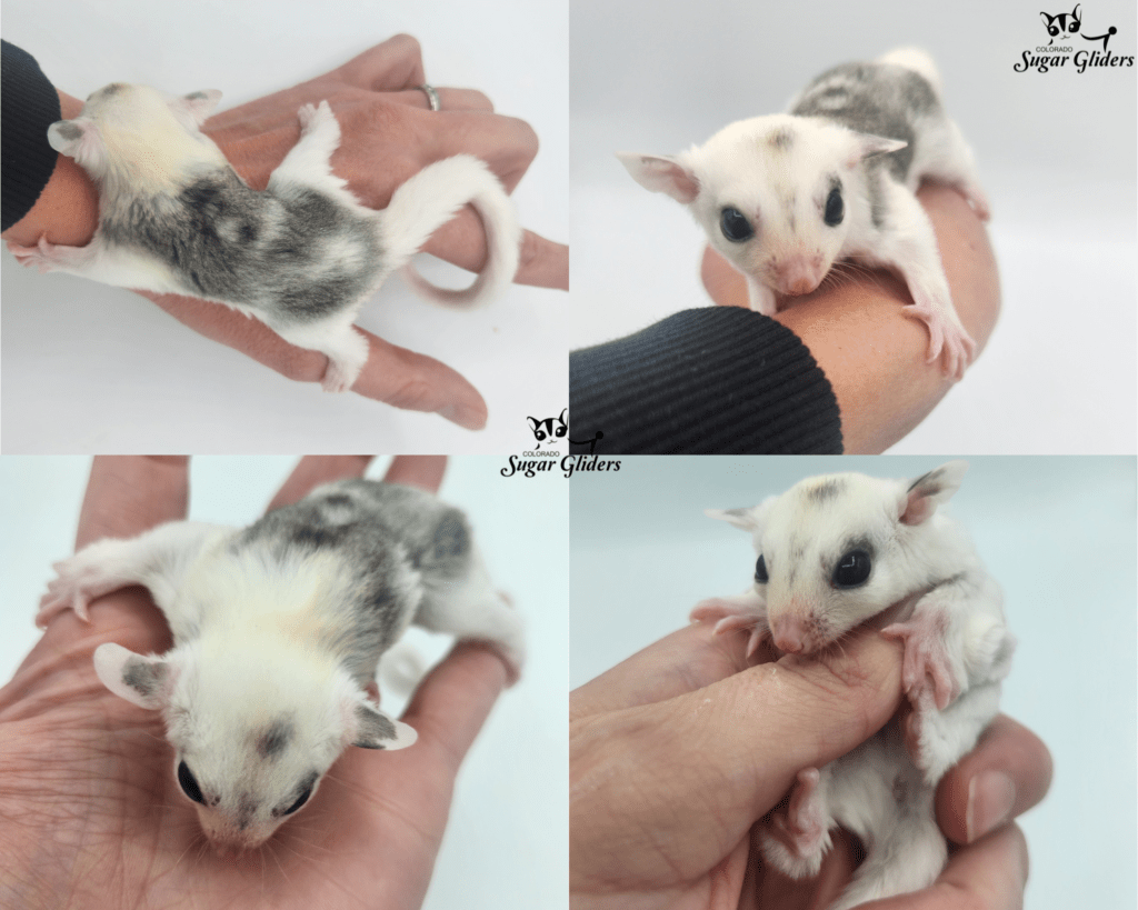 Marbled Mosaic sugar Glider For Sale