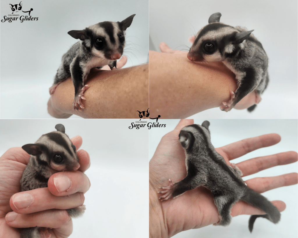 standard gray sugar glider for sale