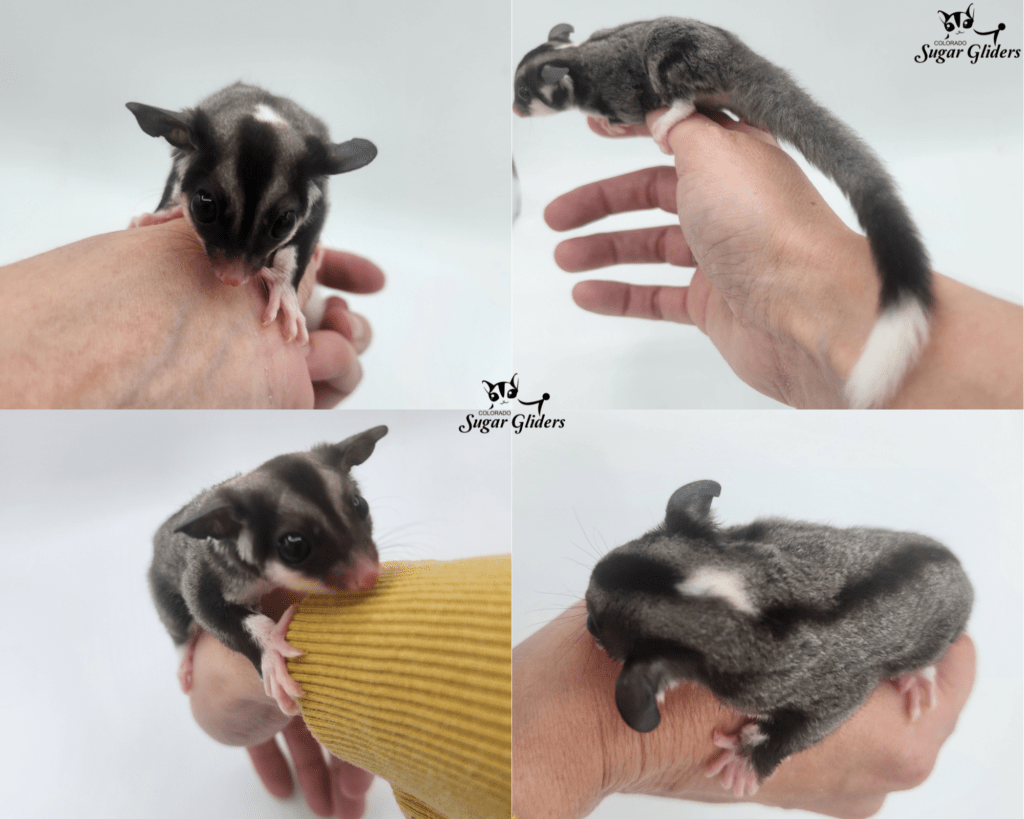 black face black beauty mosaic sugar glider for sale