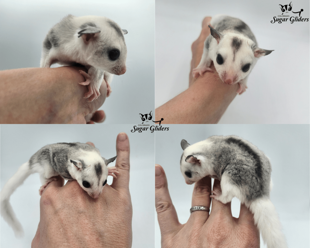 black face mosaic sugar glider for sale