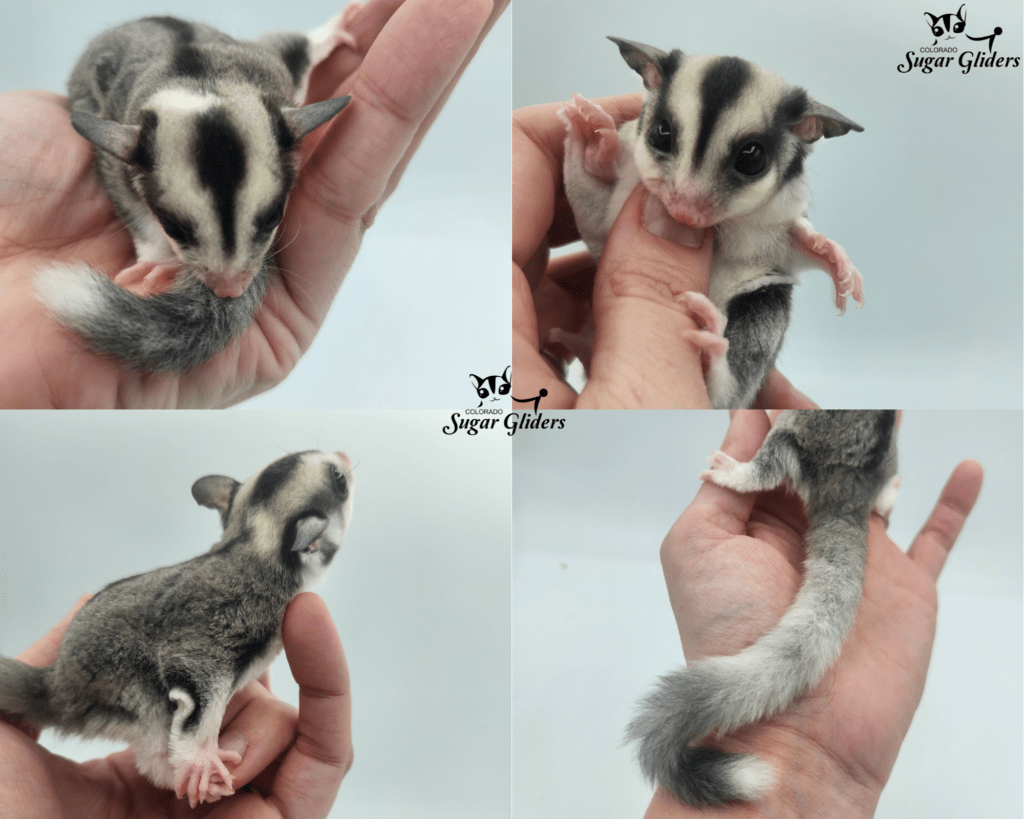 mosaic ringtail sugar glider for sale