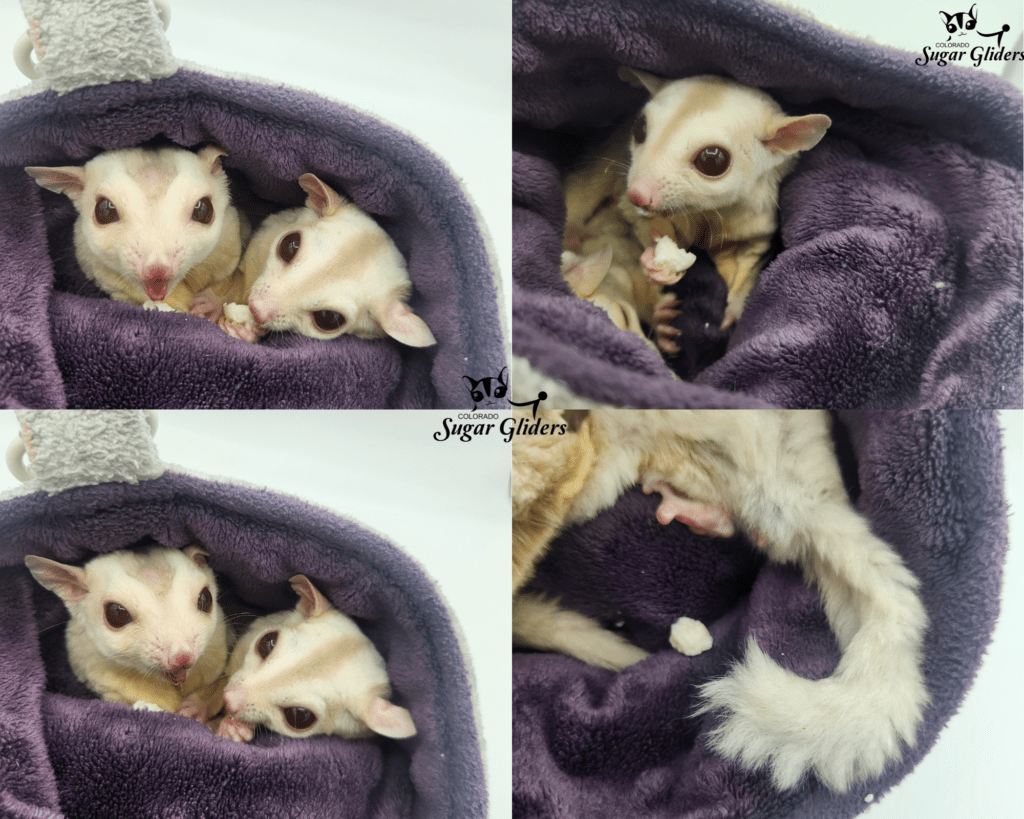 cremino sugar gliders for sale