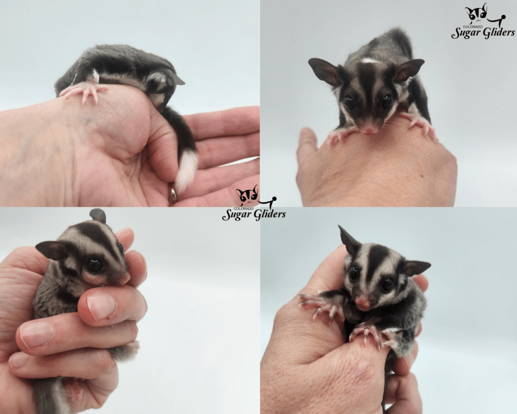 sugar gliders for sale