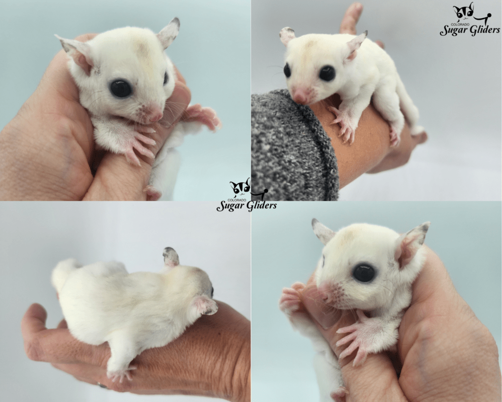 white mosaic sugar glider for sale