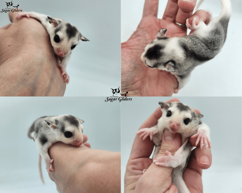 Black Face Mosaic Sugar Glider For Sale