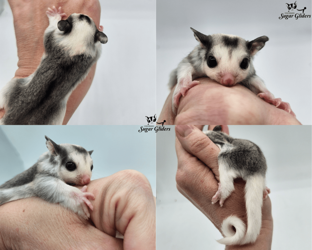 black face mosaic sugar glider for sale