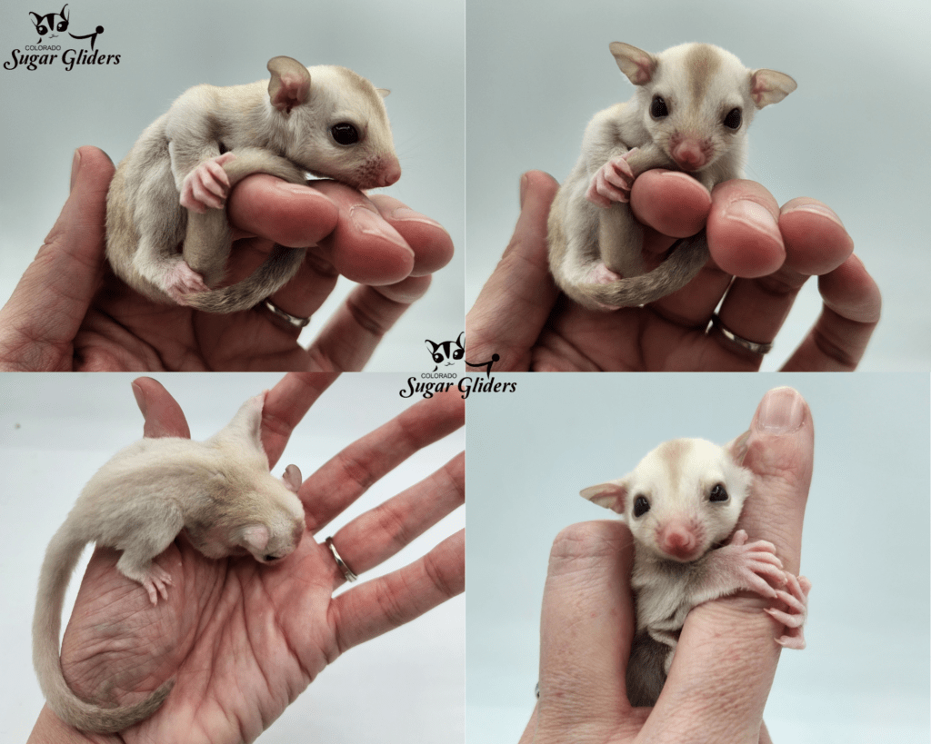 Strawberry Cremino Sugar Glider For Sale