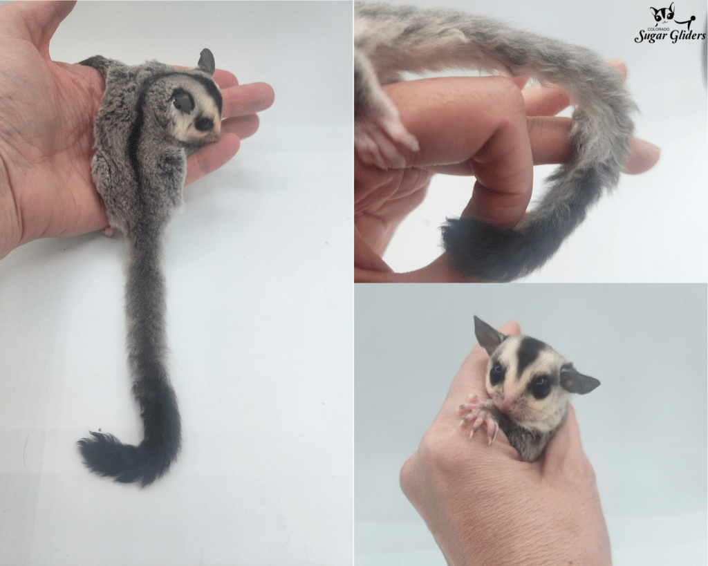 Curly White Face sugar glider for sale