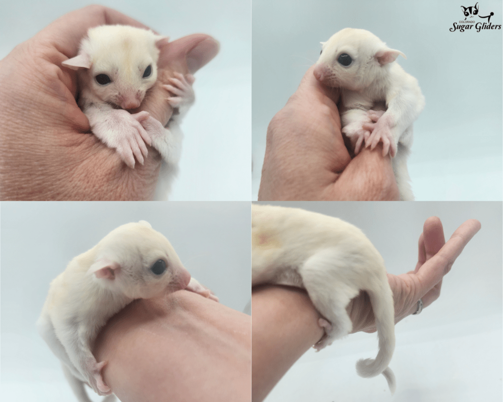 leucistic sugar glider for sale