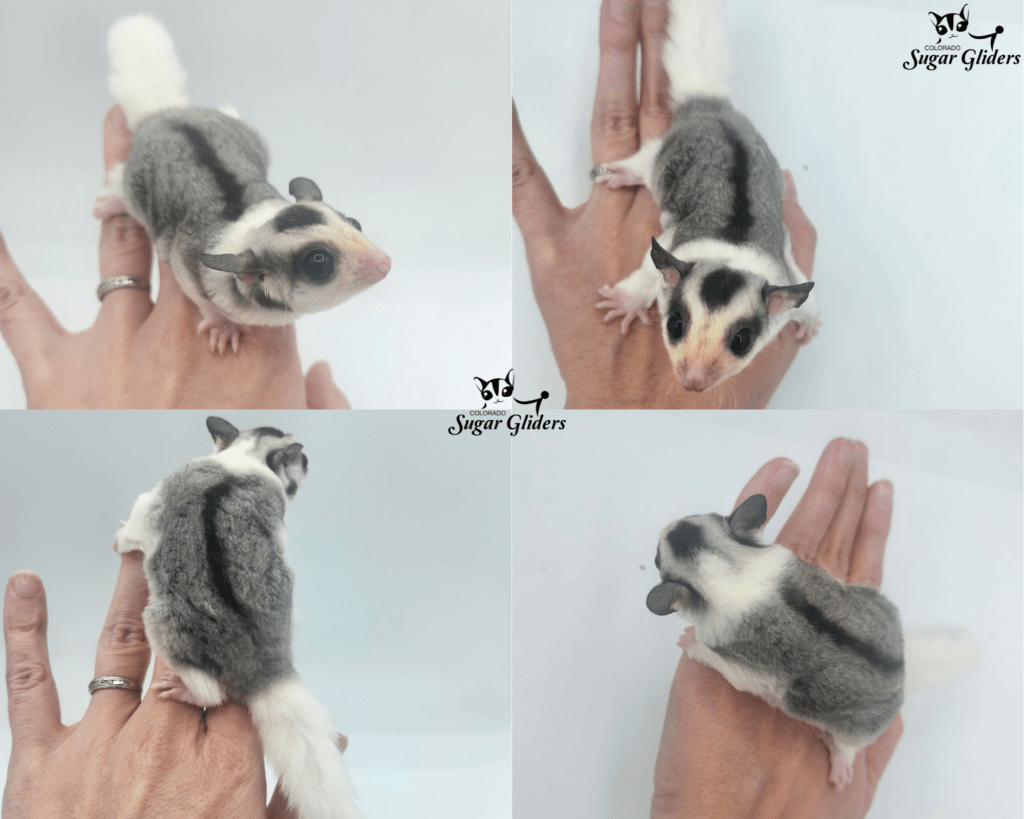 mosaic sugar glider for sale