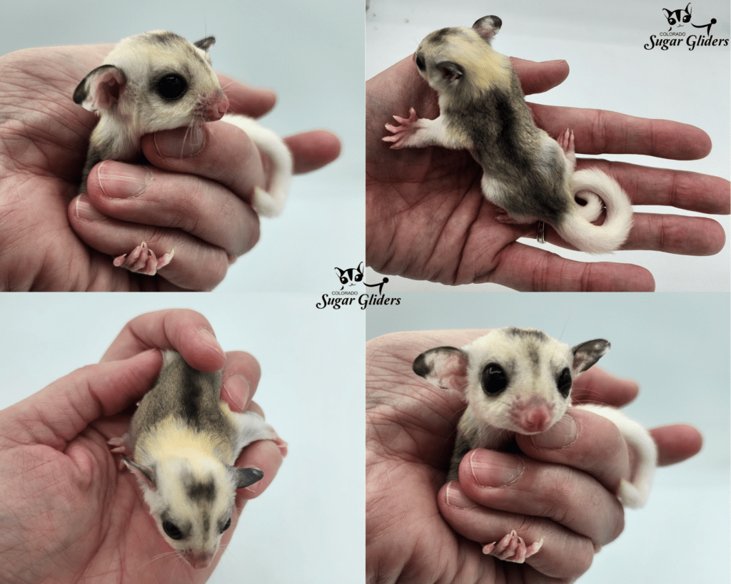 Mosaic Sugar Glider For Sale