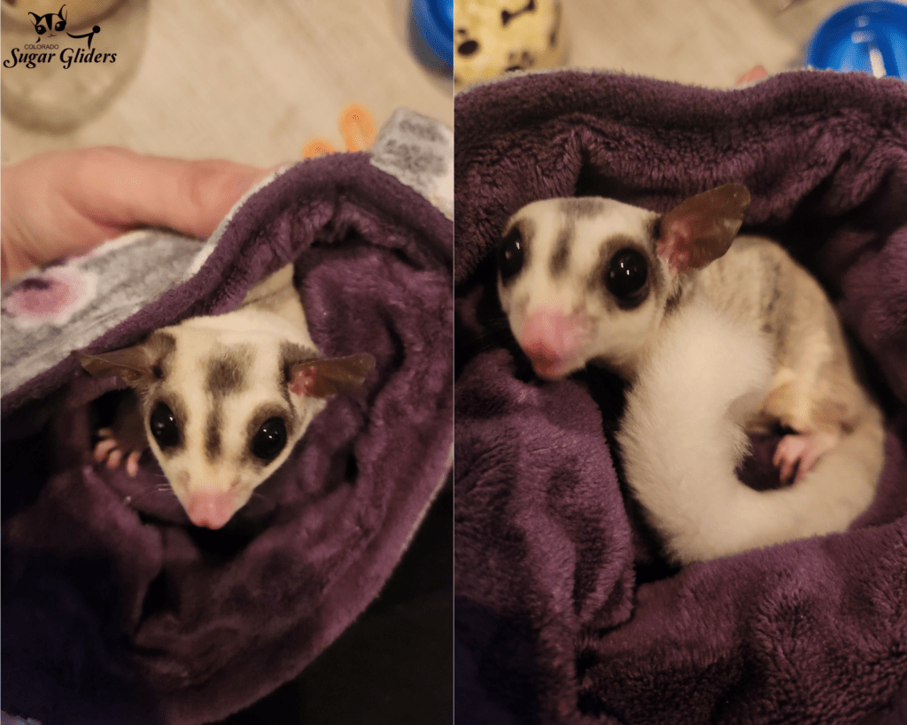 Mosaic Sugar Glider For Sale