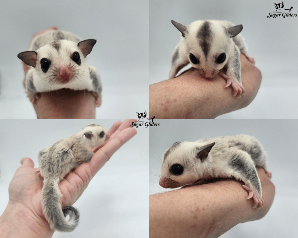 Platinum Sugar Glider For Sale