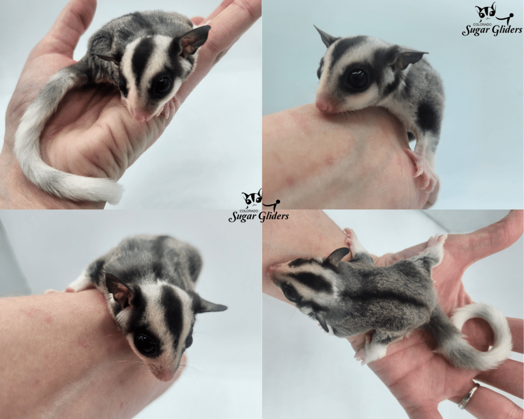 Ringtail Mosaic Sugar Glider For Sale