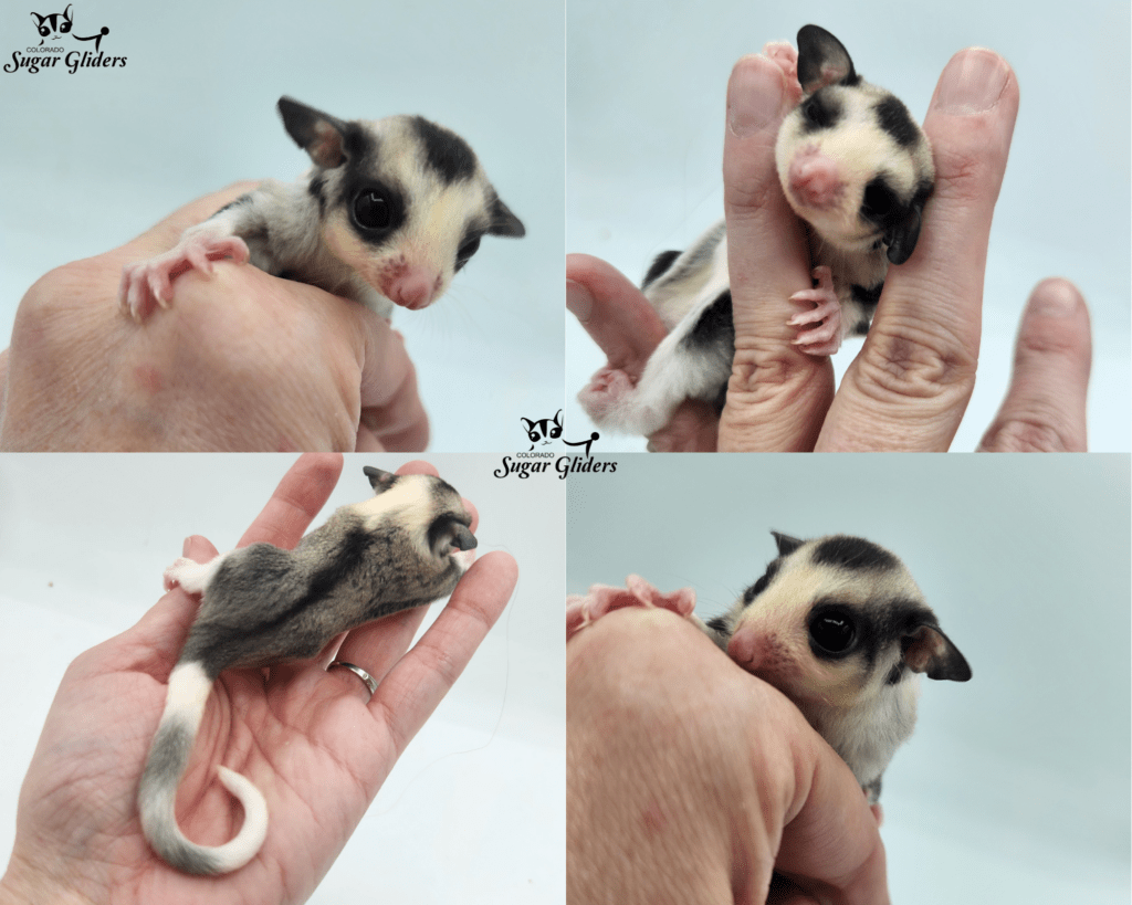 Mosaic Ringtail Sugar Glider For Sale