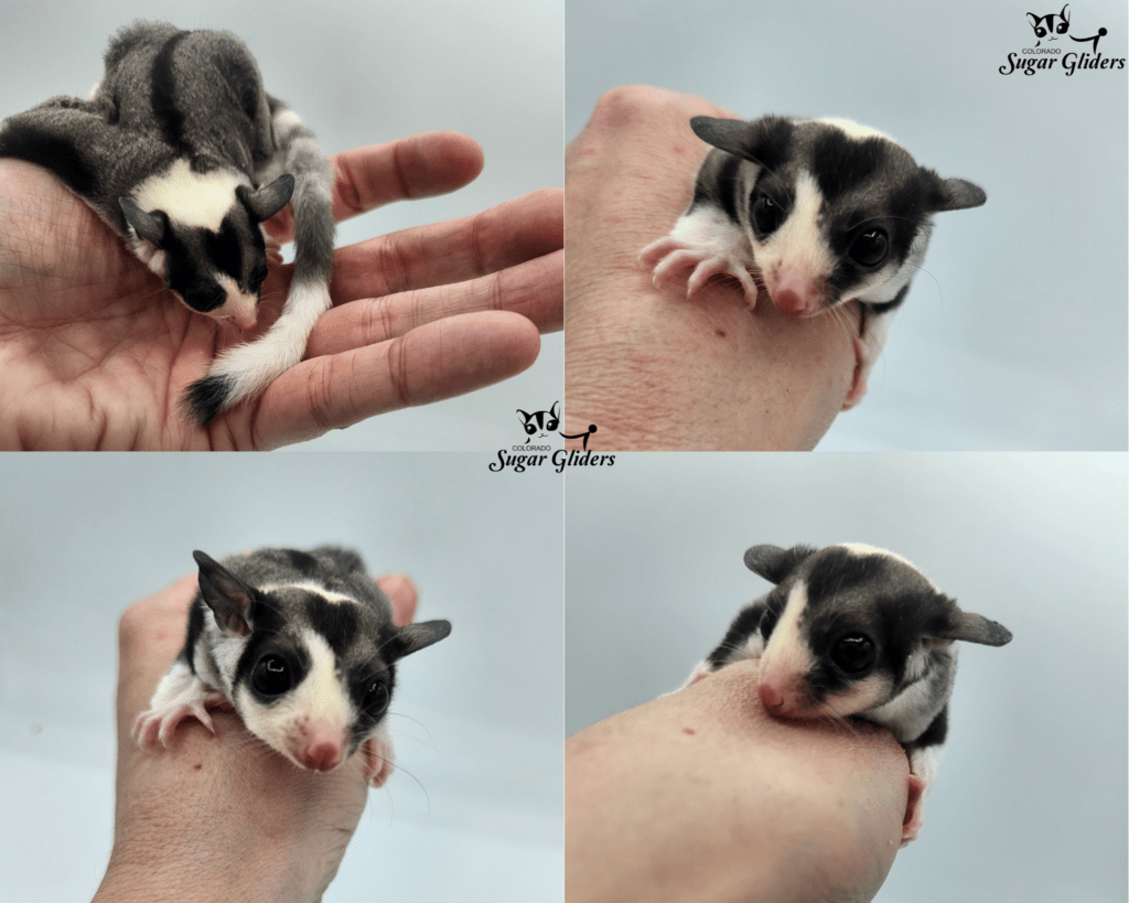 Asymmetrical Face Ringtail Mosaic Sugar Glider For Sale