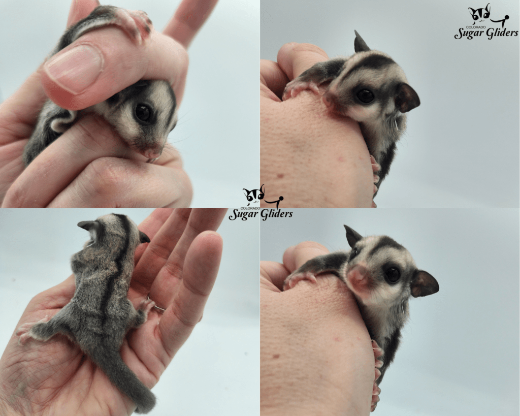 Standard Gray Sugar Glider For Sale