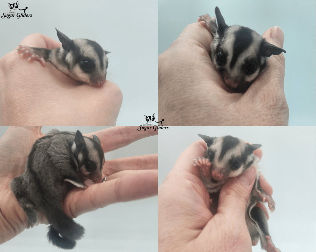 standard gray sugar glider for sale