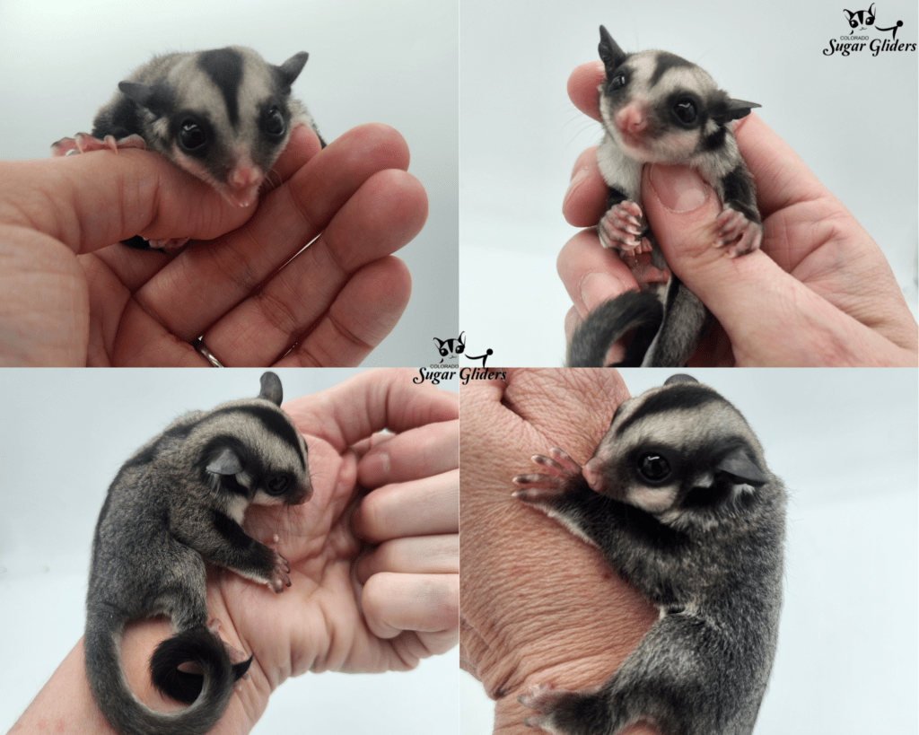 Standard Gray Sugar Glider for Sale